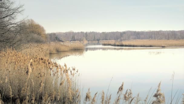 Jezero Volně Žijících Ptáků Reed Kolem Jezera Slunečný Jarní Atmosféru — Stock video