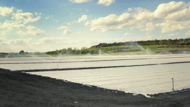 Sistema Irrigação Campo Aspersores Água Pulverizando Plantas Tiro Total Lindo — Vídeo de Stock