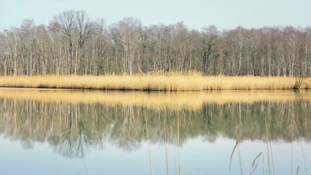 Sjön Och Vilda Fåglar Reed Runt Sjön Soliga Våren Atmosfär — Stockvideo