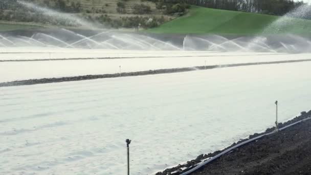 植物に噴霧水スプリンクラー灌漑システムをフィールドします ショット 美しい晴れた日を合計します 農業の田園地帯 平らな土地で飼育の映像 — ストック動画
