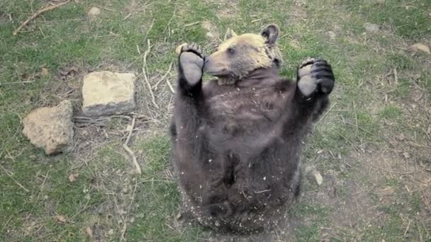 Medvěd Hnědý Rohlíky Zádech Hraje Nohama Vtipné Video Hravé Obrovským — Stock video
