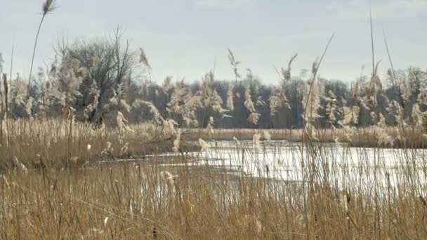 Schöner Teich Schilf Den See Sonnige Frühlingsstimmung Gräser Vordergrund Ruhige — Stockvideo