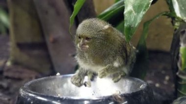 Küçük sevimli maymun beslenir. Kıllı primat beslenme bir kase. 4 k çözünürlüklü görüntüleri