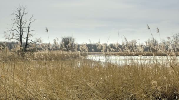 Nice Pond Reed Lake Sunny Spring Atmosphere Grasses Foreground Quiet — Stock Video