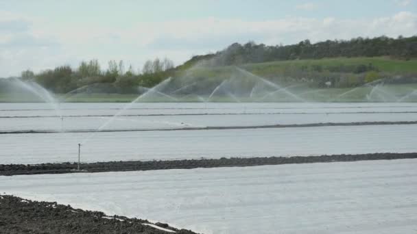 Impianto Irrigazione Campo Irrigatori Acqua Spruzzanti Sulle Piante Splendida Giornata — Video Stock