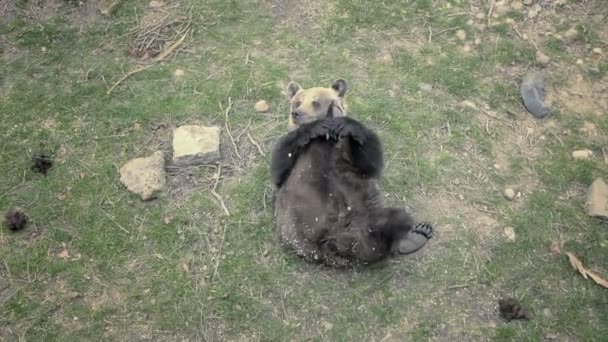 L'ours brun roule sur son dos et joue avec ses jambes. Vidéo drôle et ludique avec un énorme ours menteur 