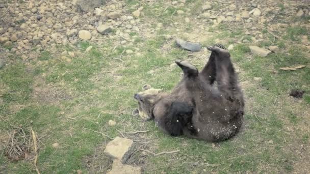 Бурий Ведмідь Рулонах Спині Грає Його Ноги Смішні Грайливий Відео — стокове відео
