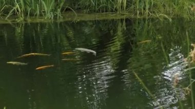 Bahçe havuzunda sazan balığı. Dalgalı gölet yüzeyi, çimenler ve yakınlardaki sazlıklar. Suda yüzen balıklar, altın haç
