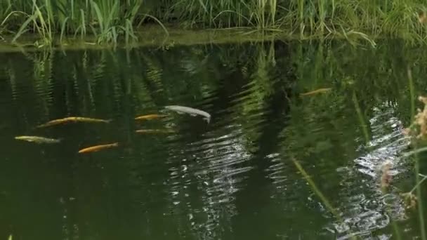 科伊鲤鱼在花园池塘 草地和附近芦苇的波涛汹涌的表面 金鱼在水里漂流 — 图库视频影像