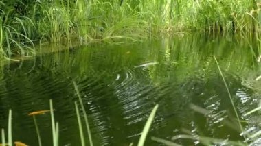 Bahçe havuzunda sazan balığı. Dalgalı gölet yüzeyi, çimenler ve yakınlardaki sazlıklar. Suda yüzen balıklar, altın haç