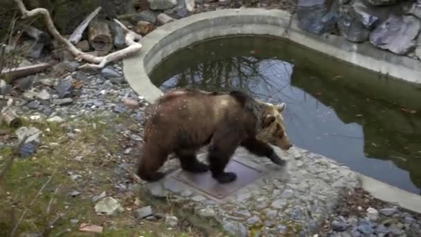 Orso Bruno Gira Intorno Allo Stagno Enorme Predatore Forestale Animale — Video Stock