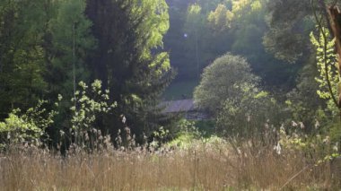 Çayırları, ormanları ve tarlaları olan huzurlu bir kır evi. Ortaçağ ıssız çiftlik evi. Arka planda çayırları, ağaçları ve buğdayları olan eski tarım çiftliği ormanlık tepenin ardında.