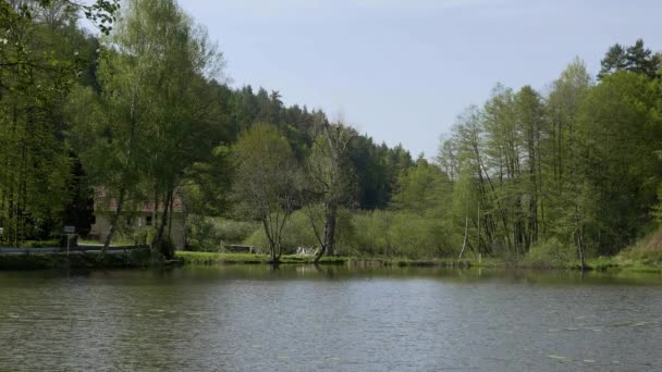 Village Étang Avec Allée Arbres Sur Rivage Lac Surface Dans — Video