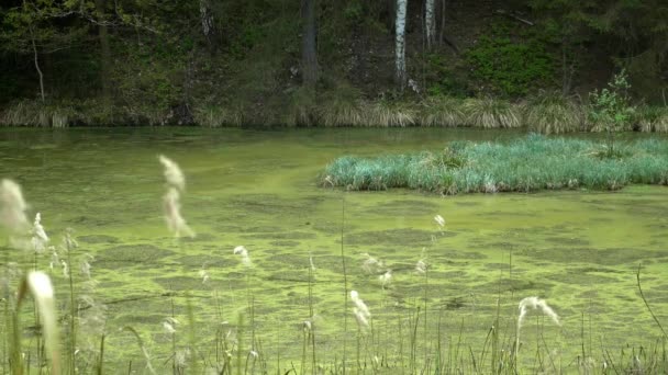 Болота Влітку Прохолодне Зелене Озеро Первинному Лісі Дикий Меланхолійний Пейзаж — стокове відео