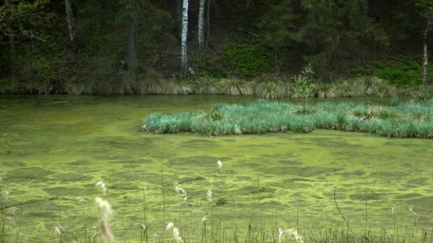 Болота Летом Прохладное Зеленое Озеро Первобытном Лесу Дикий Меланхоличный Пейзаж — стоковое видео