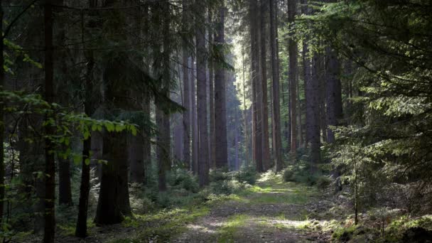 Route Idyllique Qui Traverse Forêt Forêt Épinettes Avec Lumière Ensoleillée — Video