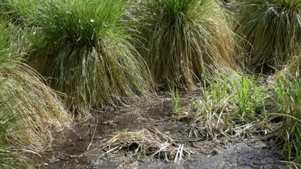 Pantanos Verano Lago Verde Fresco Bosque Primitivo Paisaje Melancólico Salvaje — Vídeo de stock