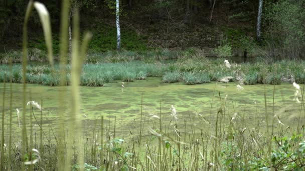 Marécages Automne Lac Frais Sombre Dans Forêt Primitive Paysage Froid — Video