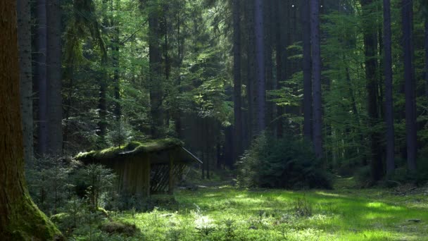 Futterstelle Für Waldtiere Idyllische Straße Die Durch Wald Führt Fichtenwald — Stockvideo