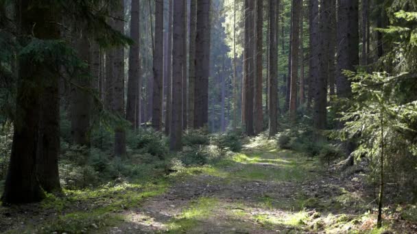 Estrada Idílica Que Atravessa Floresta Floresta Abeto Com Luz Ensolarada — Vídeo de Stock