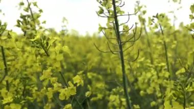 Petrol tohumu tecavüzü (Brassica napus), yıllık veya iki yılda bir yetiştirilen ve daha çok petrol üretimi için kullanılan üründür. Biyoyakıtlar için kullanılan sarı tarımsal tesis. Alternatif yakıt, düşük alan derinliği