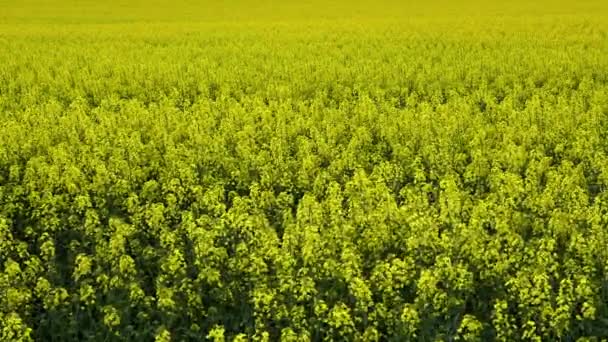 Řepka Olejná Brassica Napus Roční Nebo Pololetní Plodina Pěstovaná Pro — Stock video