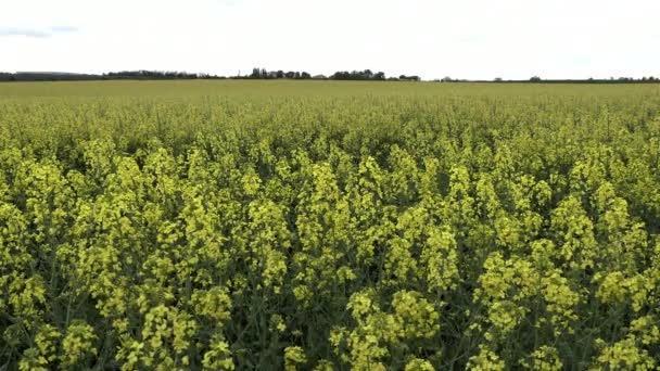 Oilseed Rape Brassica Napus 생산에 사용되는 종자를 재배되는 작물이다 노란색의 — 비디오