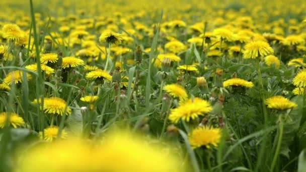 초원의 민들레 노란색꽃은 Taraxacum Officinale 깊이의 — 비디오