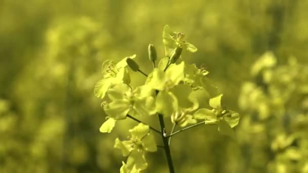 Олійний Ріпак Brassica Napus Однорічна Або Дворічна Культура Вирощена Насіння — стокове відео