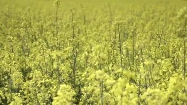 Petrol tohumu tecavüzü (Brassica napus), yıllık veya iki yılda bir yetiştirilen ve daha çok petrol üretimi için kullanılan üründür. Biyoyakıtlar için kullanılan sarı tarımsal tesis. Alternatif yakıt, düşük alan derinliği