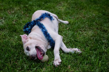 Toplu Noel köpeği
