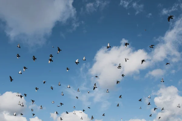 Flock av fåglar som flyger — Stockfoto