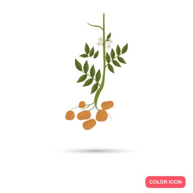 Patates tarım ürün. Renk düz simgesi