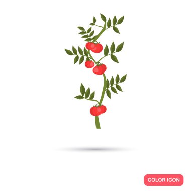 Domates agiculture ürün. Renk düz simgesi