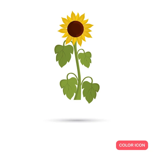 Sonnenblumenkultur. Farbe flach Symbol — Stockvektor
