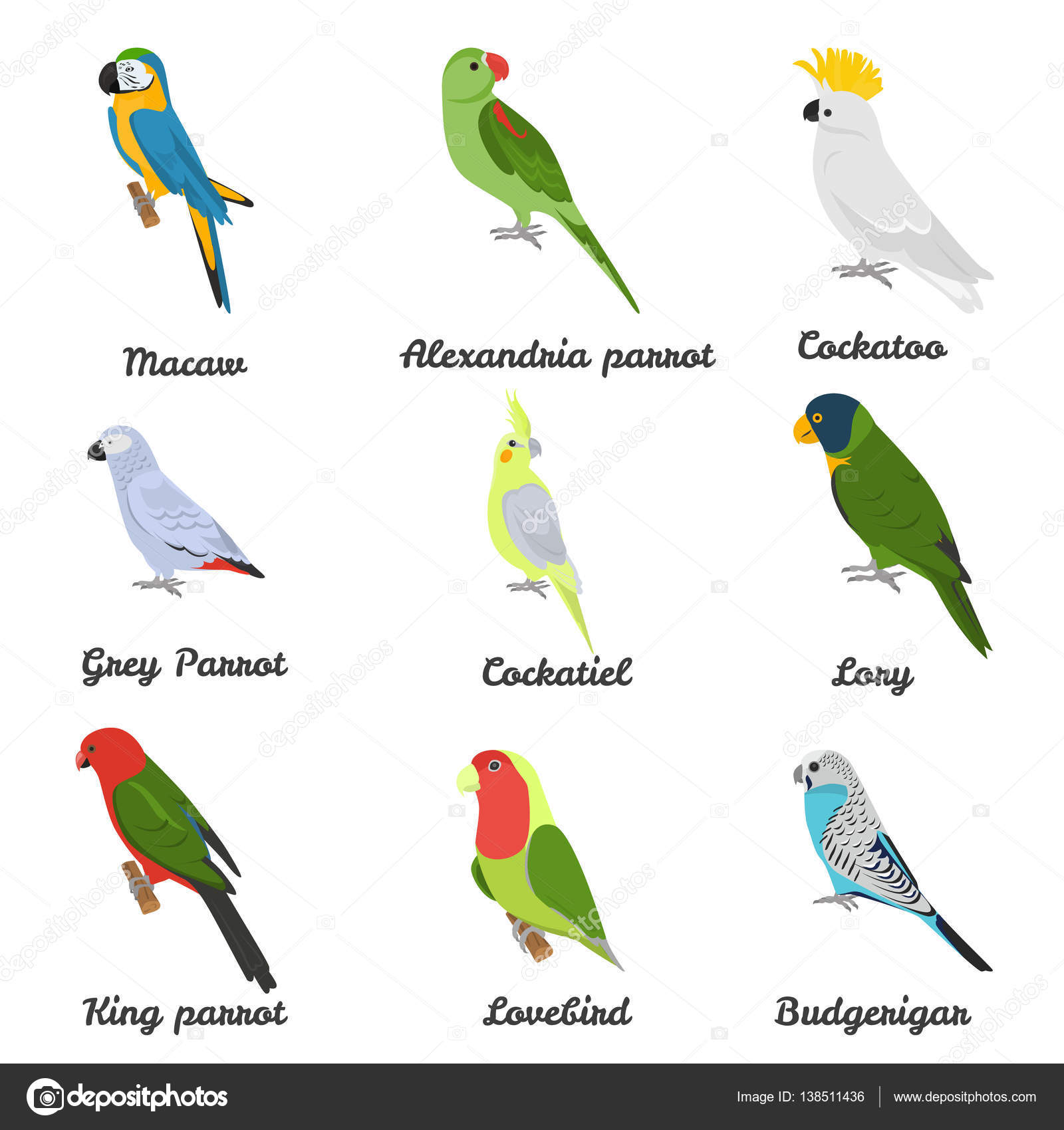 Set of color flat parrots icons with their names Stock Vector Image by  ©lynxvector #138511436