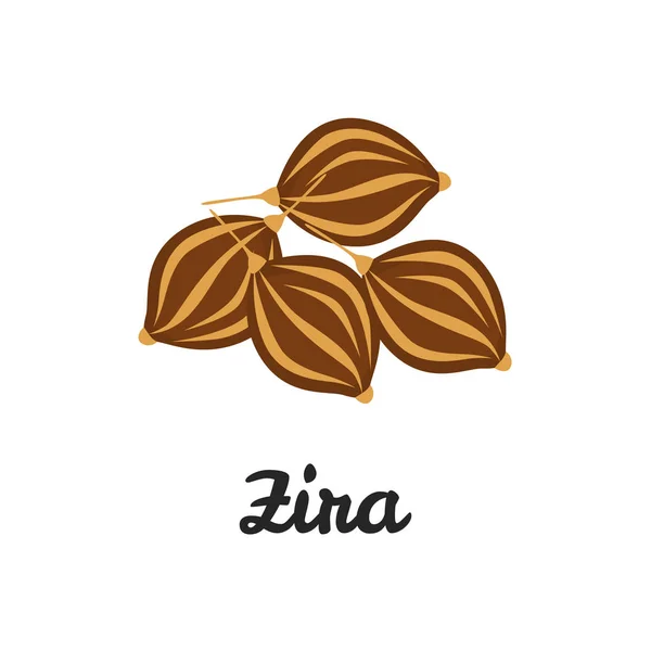 Zira seeds color flat icon für web und mobile design — Stockvektor