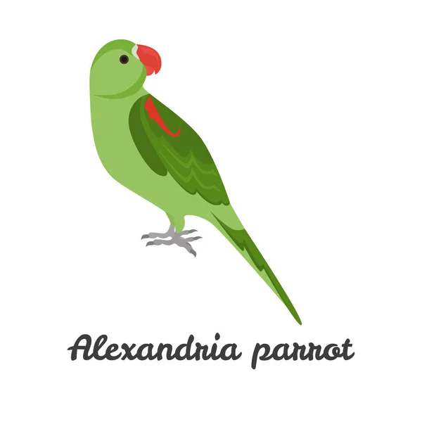 Alexandria parrot color flat icon for web and mobile design — Stock Vector