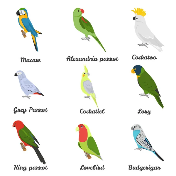 Conjunto de iconos de loros planos de color con sus nombres — Archivo Imágenes Vectoriales