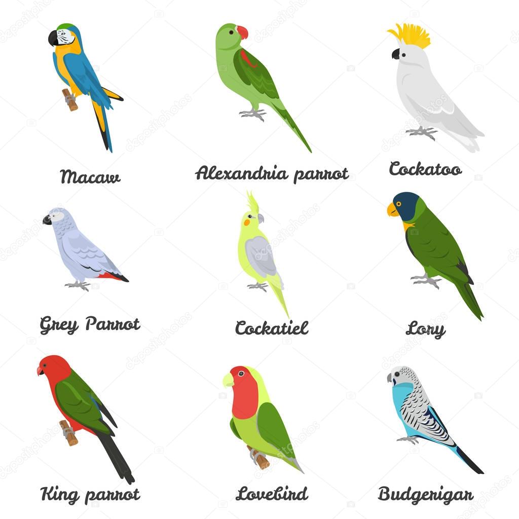 Set of color flat parrots icons with their names