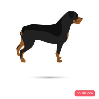 Rottweiler köpek renk düz simgesi web ve mobil tasarım için