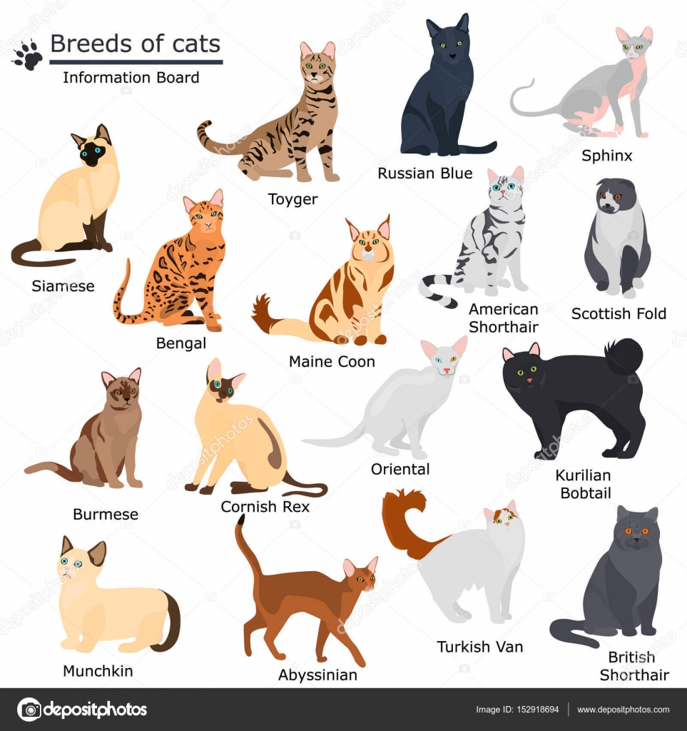 Free Vector  Domestic cat breeds flat icons collection