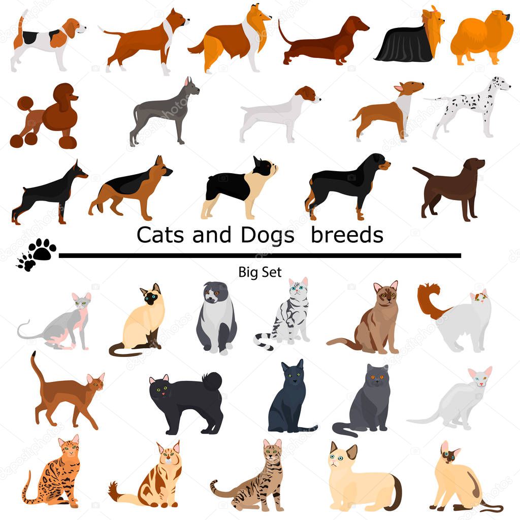 Dogs and cats set color flat icons for web and mobile design