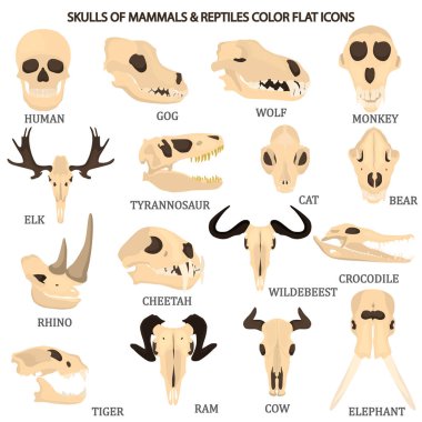 Set of mammal and reptile skulls color flat icon for web and mobile design clipart
