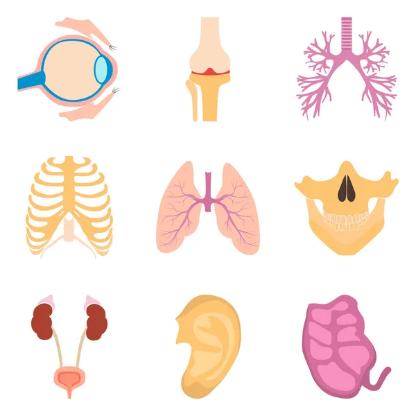 Conjunto de iconos de color de órganos humanos para diseño web y móvil — Archivo Imágenes Vectoriales