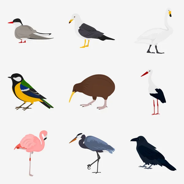Web ve mobil tasarım için farklı kuşlar renk düz simge kümesi — Stok Vektör
