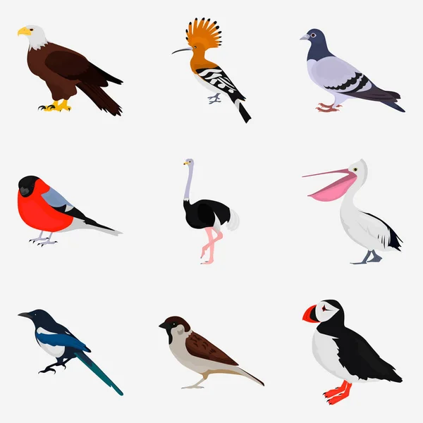 Uppsättning av olika fåglar platt färgikonen för webb och mobil design — Stock vektor