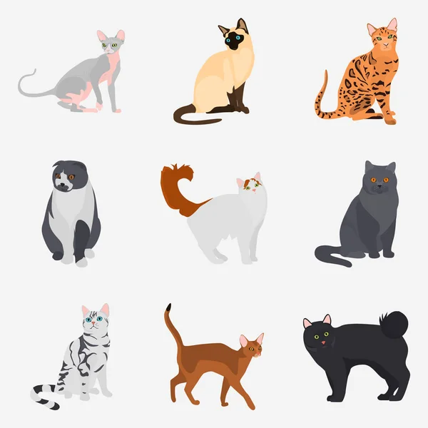 Conjunto de raças de gatos cor ícones planos para web e design móvel — Vetor de Stock