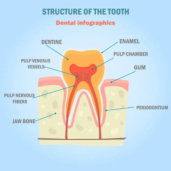 Tand struktur färg infographics. Dental illustration för webb och mobil design — Stock vektor