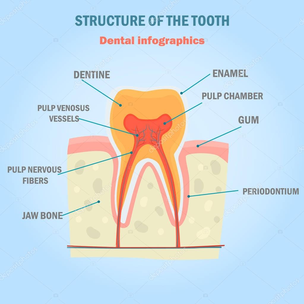 teeth diagram teeth diagram